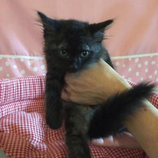 慣れ慣れ可愛い★生後１ヶ月★クロ