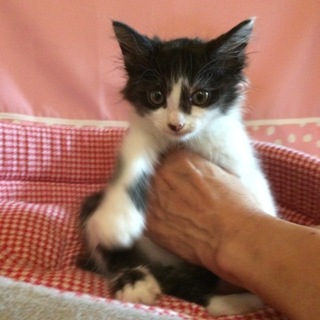 慣れ慣れ可愛い★生後１ヶ月★シロクロ