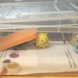 「ヒメウズラの雛を譲っていただきました＾＾」サムネイル1