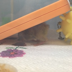 「ヒメウズラの雛を譲っていただきました＾＾」サムネイル2