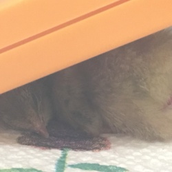 「ヒメウズラの雛を譲っていただきました＾＾」サムネイル3