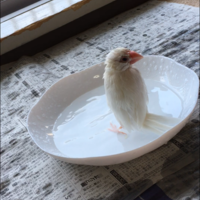 こー
