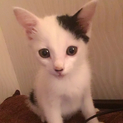 一旦停止。京都、白黒美猫こあじ君2ヶ月里親様募集