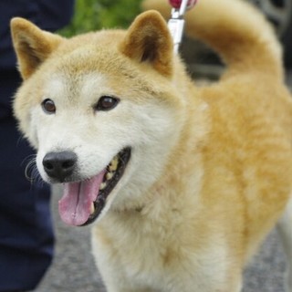 助かりました♪収容期限※来週月曜日まで※