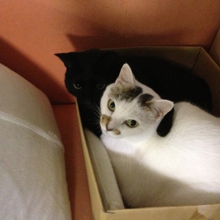 里親募集 兄弟のように育った白猫と黒猫