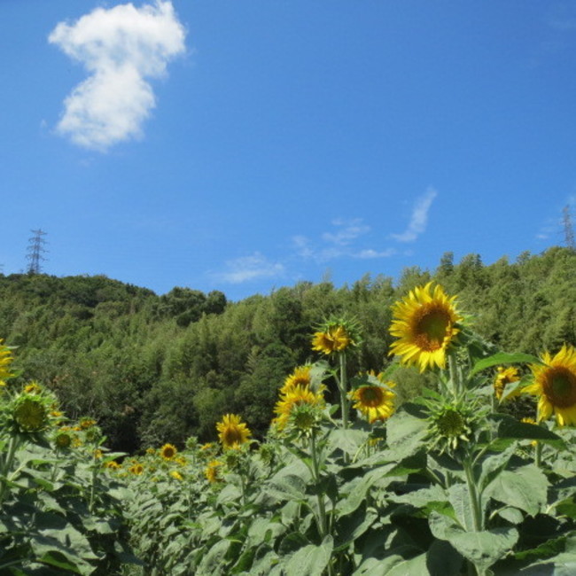にゃんむすびのカバー写真