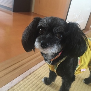 県内に限ります！里親募集！