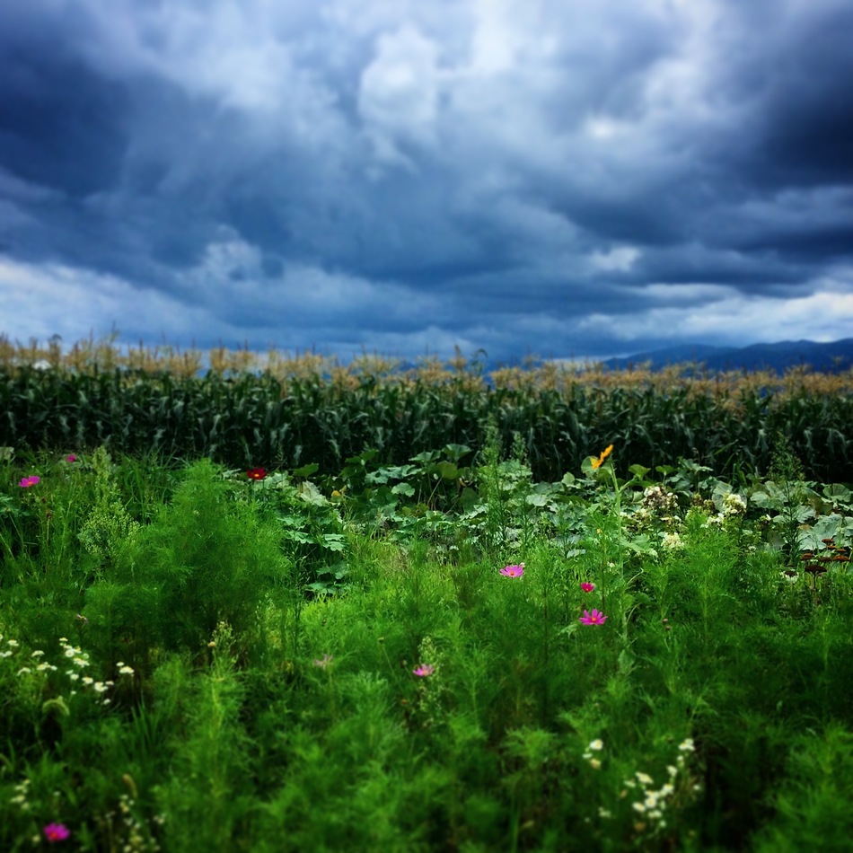 サフィ 柚のカバー写真