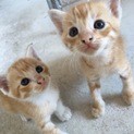 1ヶ月の綺麗な柄の茶トラ