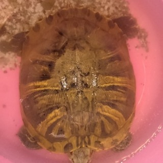 とても優しく安心できる里親さんが見つかりました