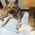 シェパードと柴犬のMIX1歳女の子