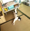兄妹猫、1歳、里親募集