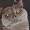 ヒトの暮らし猫との暮らし(保護活動者)