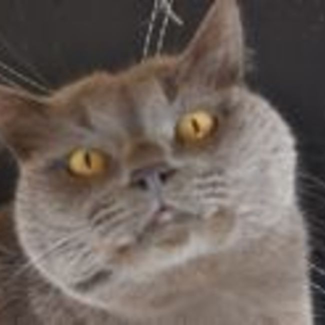 ヒトの暮らし猫との暮らしのカバー写真