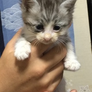 てっちゃん　　１ヵ月半くらい