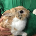 保護うさぎ