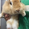 保護うさぎ サムネイル2