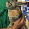 保護うさぎ サムネイル3