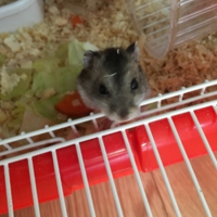 はむちゃん