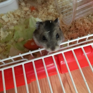 はむちゃんの里親大至急募集