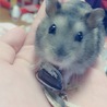 はむちゃんの里親大至急募集 サムネイル2