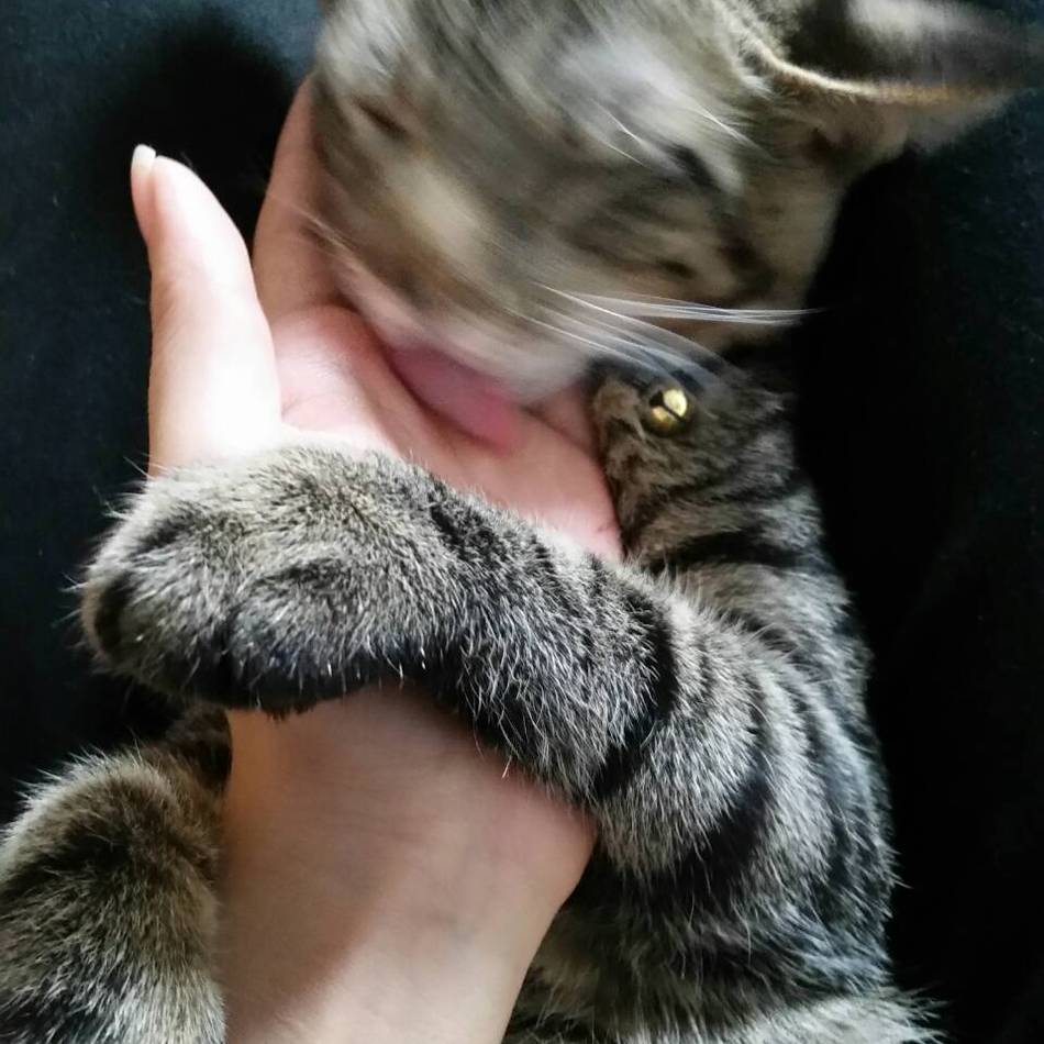 りんのカバー写真