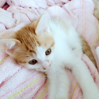 れもん