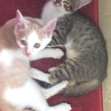 兄弟猫2匹の里親募集！