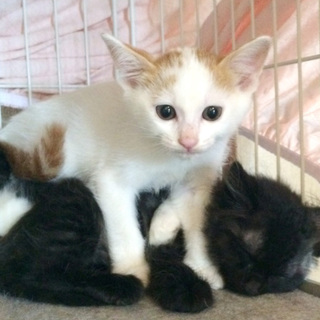 ♪可愛い♪生後1か月の子猫ちゃん　★茶白★