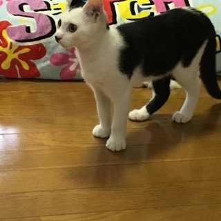 4ヶ月のヒゲボーイ！愛嬌抜群❤️