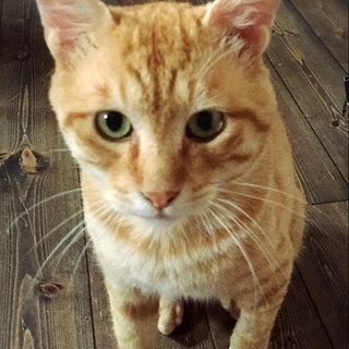 茶トラ男の子推定1歳〜2歳