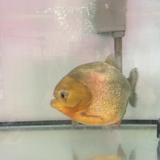 ピラニア、オスカー　