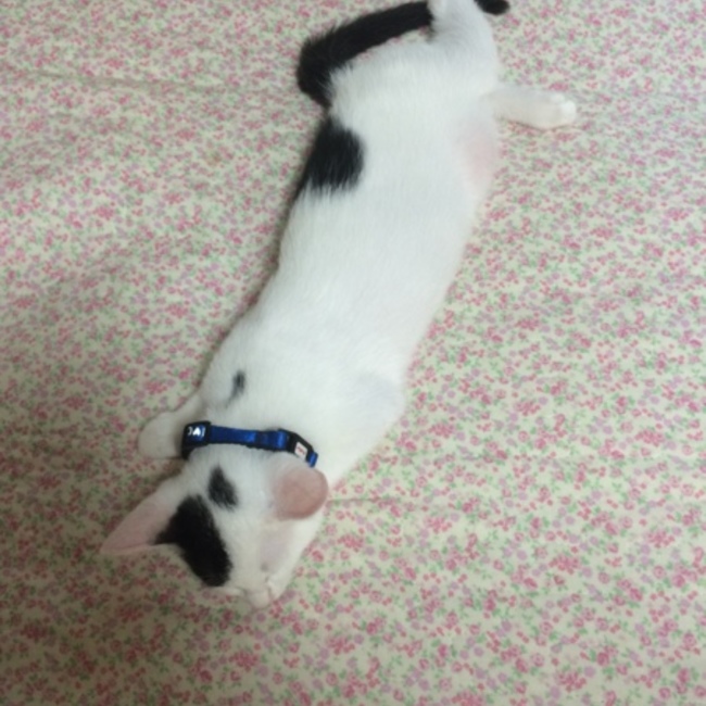 シナジーのカバー写真