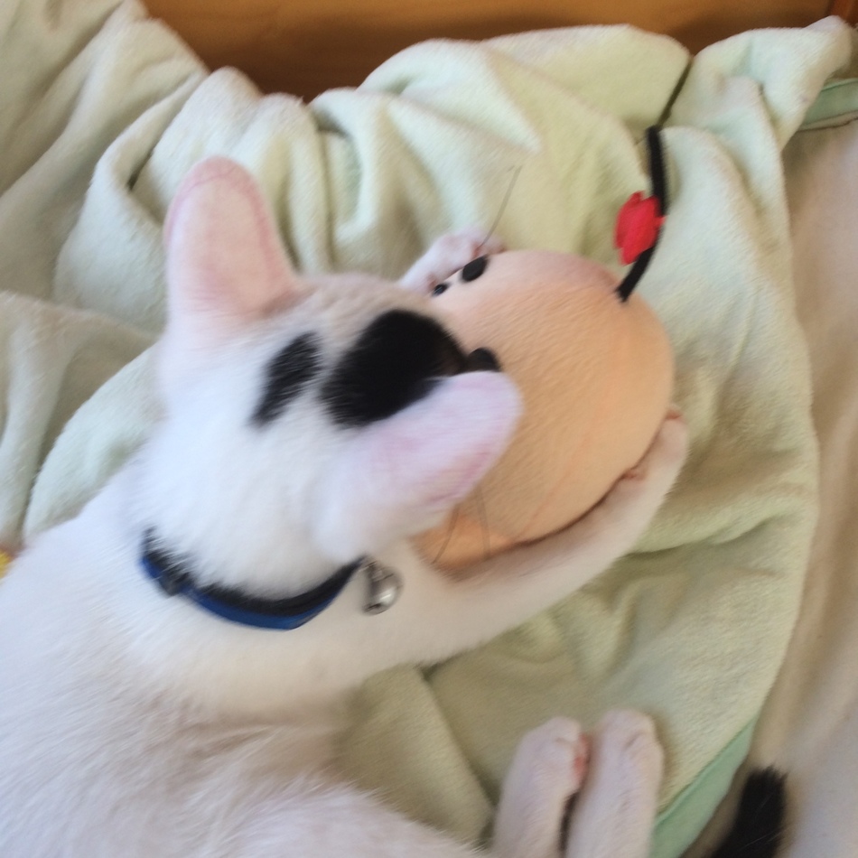 だいふくのカバー写真