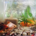 金魚里親募集【交渉中】