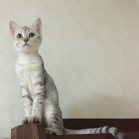 ゆき