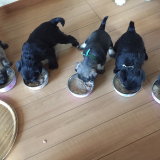 子犬４兄弟　元気っ子たちです（♂３匹、♀１匹）