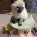 保健所からの引き出しです