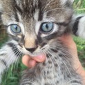 人なつっこい子猫ちゃん