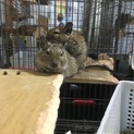 デグーの里親様募集！