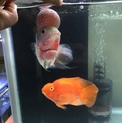 フラワーホーンとパロット ペア済み
