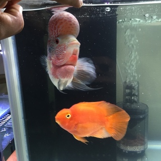 フラワーホーンとパロット ペア済み