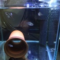 フラワーホーン 稚魚5匹