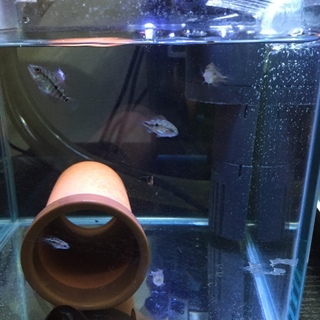 フラワーホーン 稚魚5匹