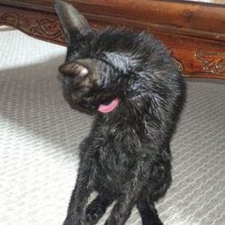 ピッコロ、初シャンプー！