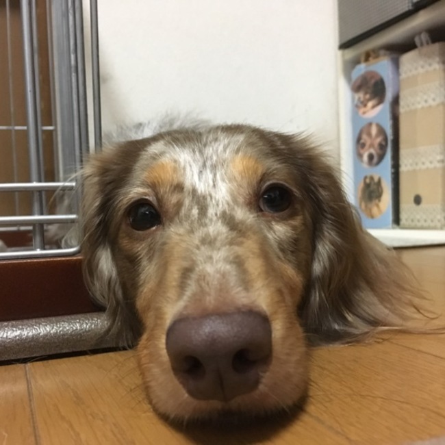 ゆきのじょーのカバー写真