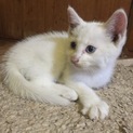 急募 子猫の家族探しています