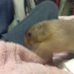 「掘り掘り遊び」サムネイル2