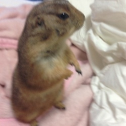 「掘り掘り遊び」サムネイル3