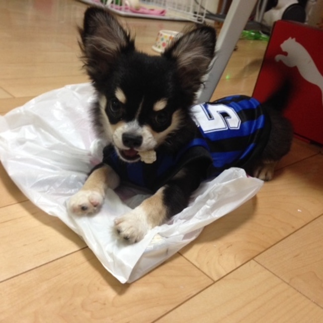 えだまのカバー写真